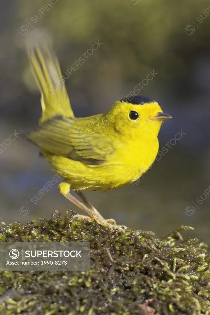 A Wilson´s Warbler Wilsonia pusilla perched on a mossy rock near a creek in Victoria, British Columbia, Canada