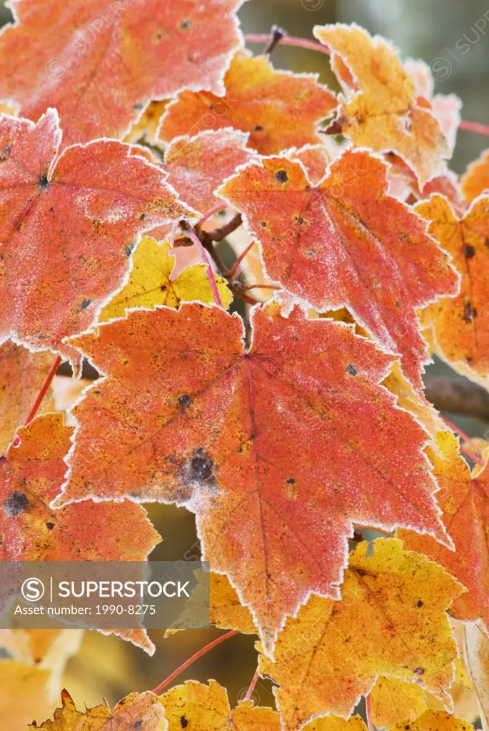 Sugar Maple Acer saccharum leaves and frost in Autumn, Muskoka, Ontario, Canada