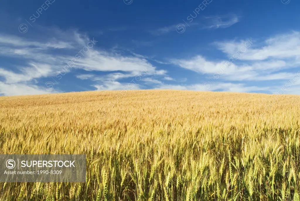 Winter wheat field, Thornton, Ontario, Canada