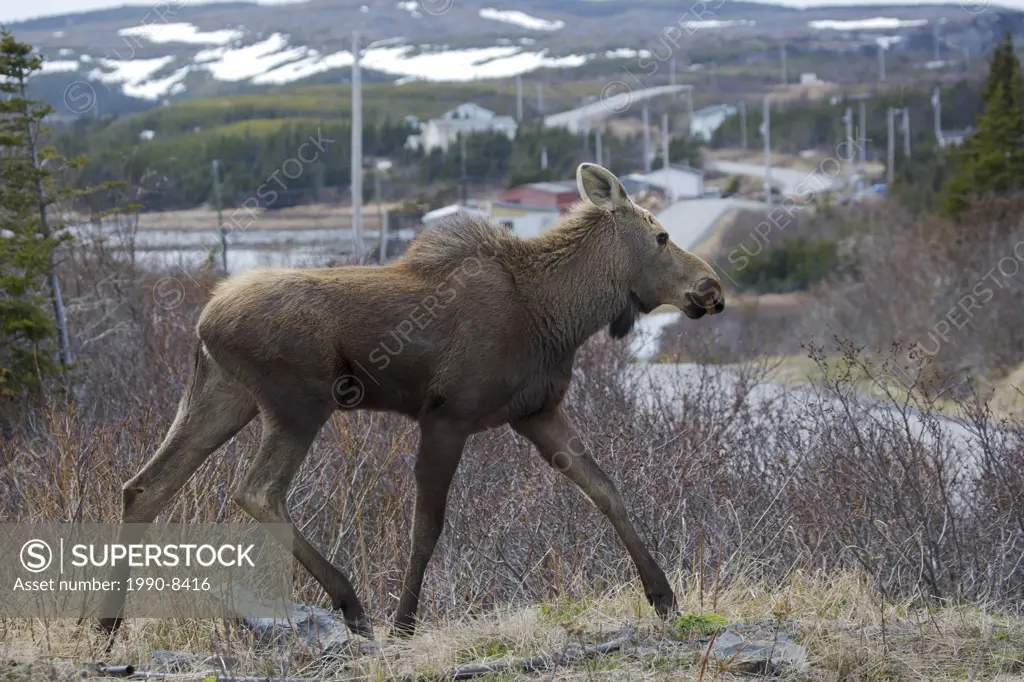 Moose, Alces alces, grazing in a property in St Lunaire-Griquet, Viking Trail, Great Northern Peninsula, Newfoundland & Labrador, Canada
