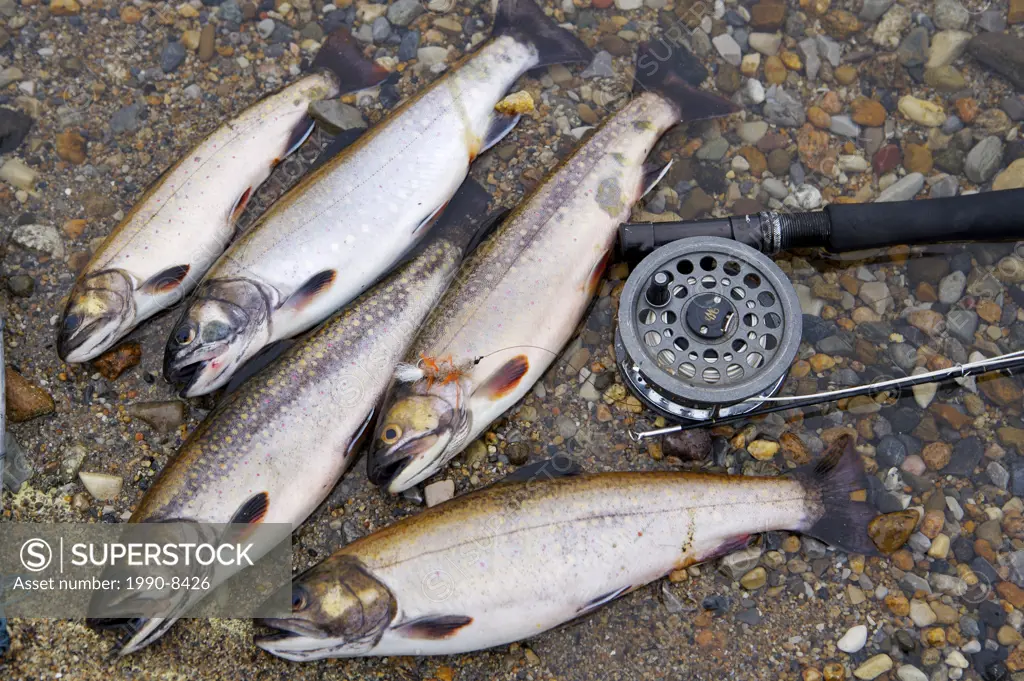 Fishing Rod and Speckled Trout, caught from near Tuckamore Lodge, Main Brook, Viking Trail, Great Northern Peninsula, Newfoundland & Labrador, Canada
