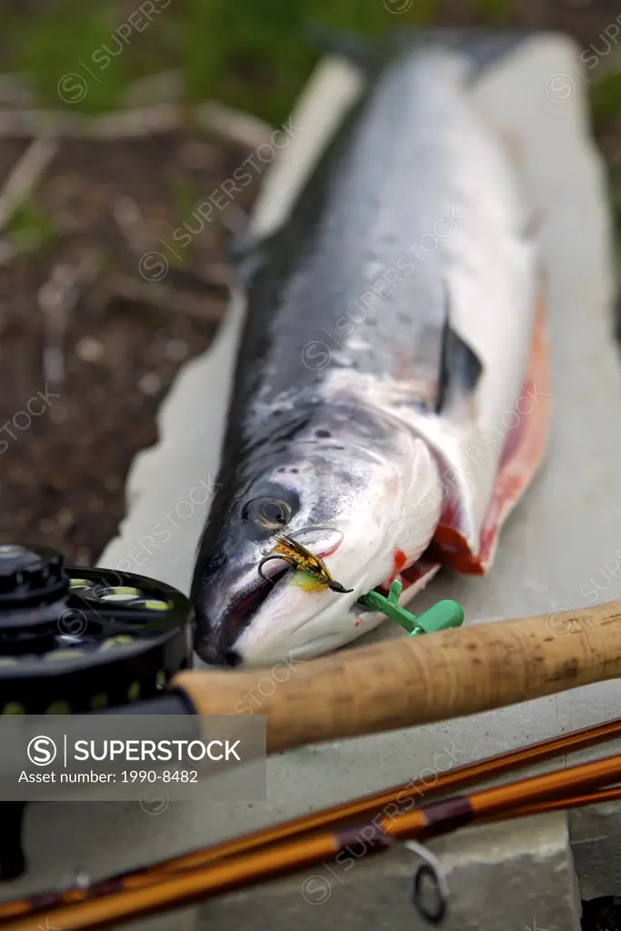 Atlantic Salmon and fishing gear at the the Rifflin´Hitch Lodge, Southern Labrador, Newfoundland & Labrador, Canada