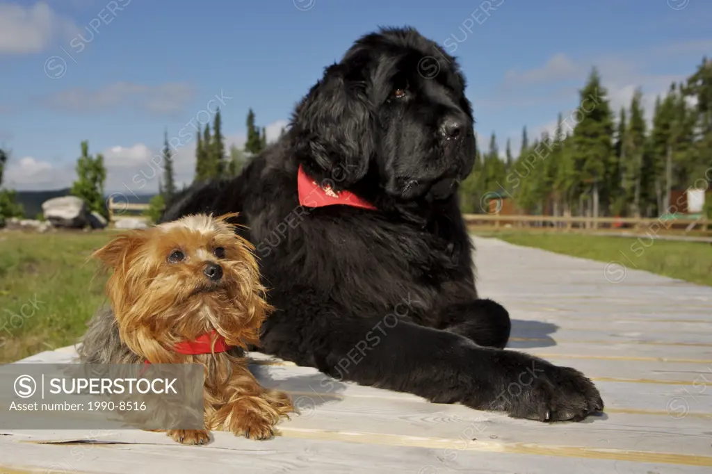 Ella the Newfoundland Dog and Maple at Rifflin´Hitch Lodge in Southern Labrador, Newfoundland & Labrador, Canada