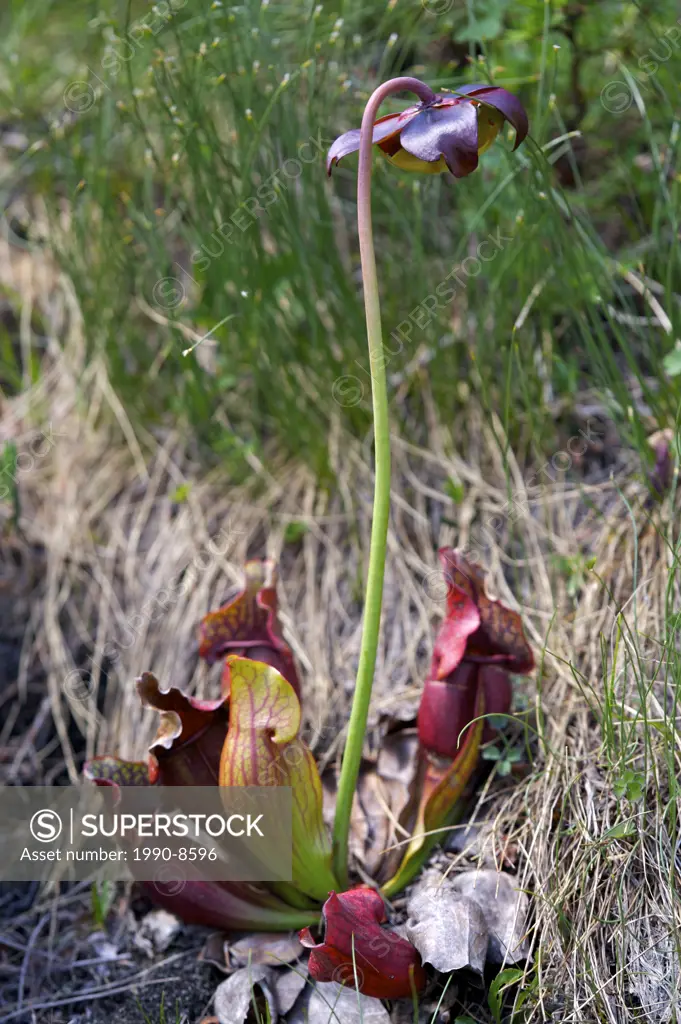 Pitcher Plant near a waterfall along the Tablelands Trail in Tablelands, Gros Morne National Park, UNESCO World Heritage Site, Viking Trail, Great Nor...
