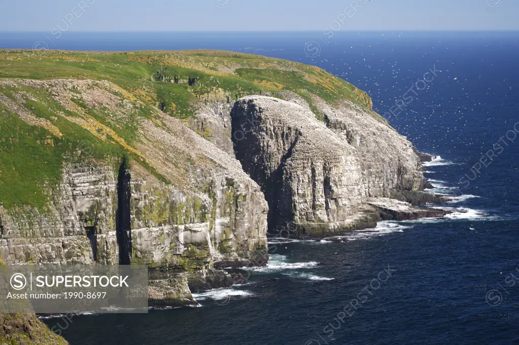 Sheer cliffs and coastline at the Cape St Mary´s Ecological Reserve, Cape St Mary´s, also known as The Cape, The Cape Shore, Placentia Bay, Avalon Pen...