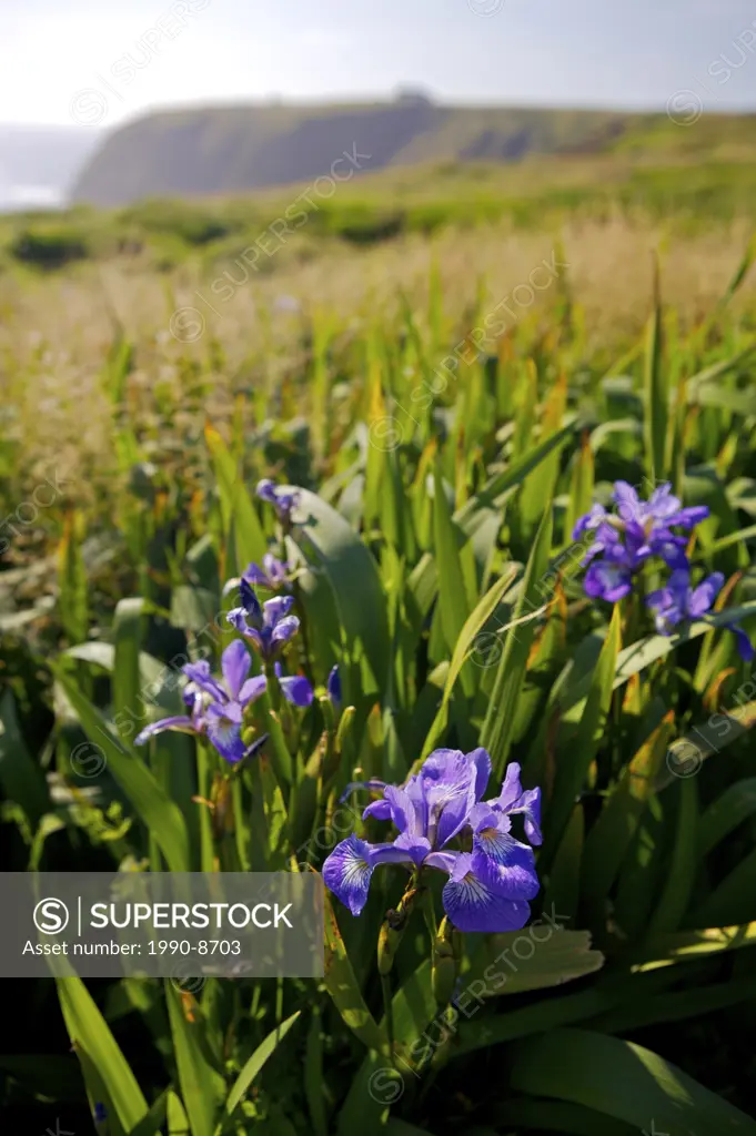 Wild Iris flowers growing in the field at the Cape St Mary´s Ecological Reserve, Cape St Mary´s, also known as The Cape, The Cape Shore, Placentia Bay...