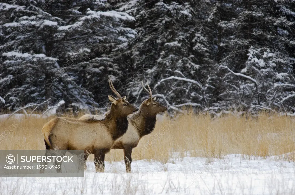 Elk in meadow on Minnewanka Road, Banff National Park, Alberta, Canada.