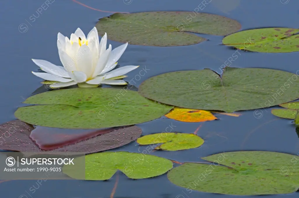 White water lily, Killarney Provincial Park, Ontario, Canada.