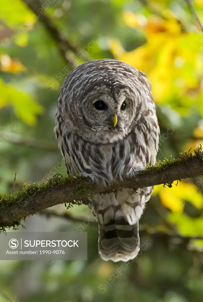 Barred owl, Vancouver Island, British Columbia, Canada.