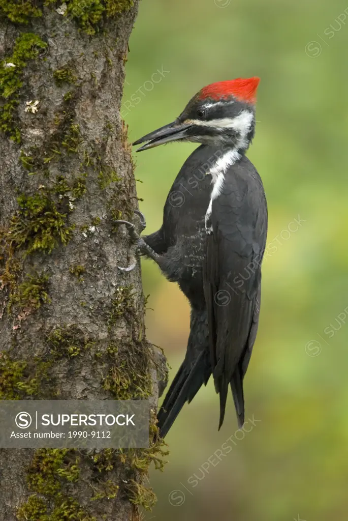 Pileated Woodpecker, Vancouver Island, British Columbia, Canada.