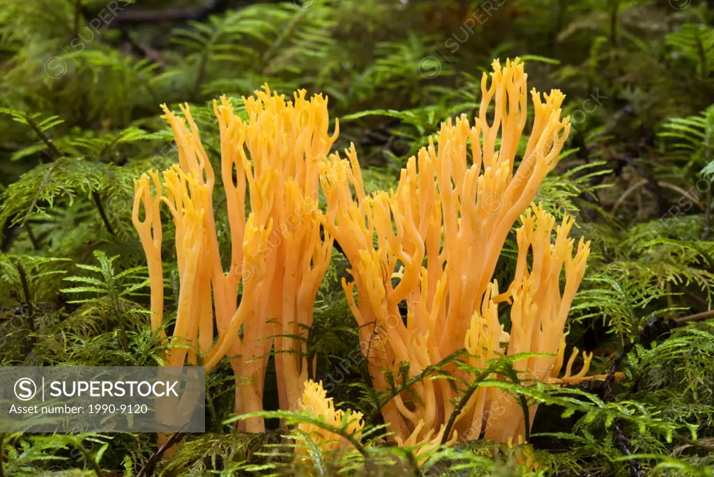 Corala Fungus, Ramaria, Vancouver Island, British Columbia, Canada.