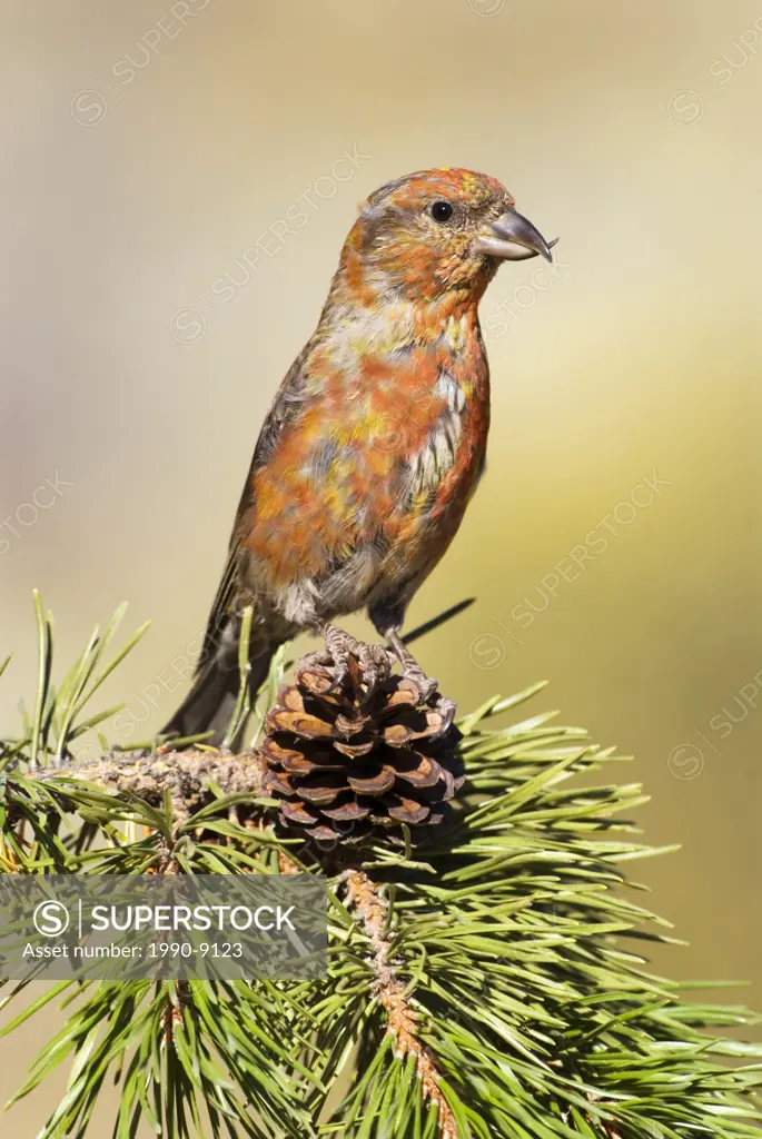 Red Crossbill, Vancouver Island, British Columbia, Canada.