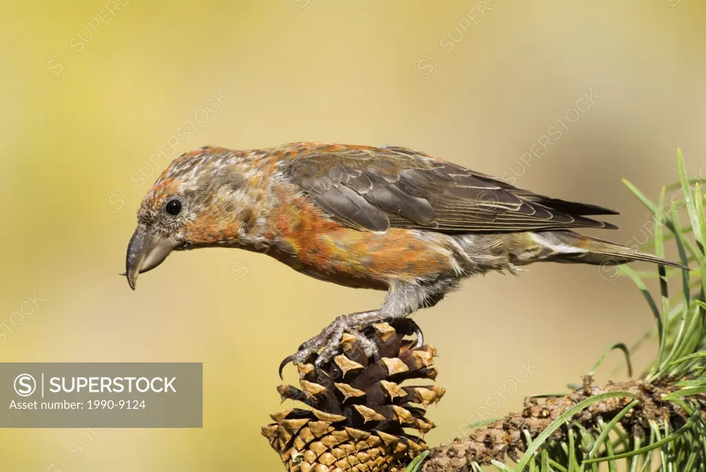 Red Crossbill, Vancouver Island, British Columbia, Canada.