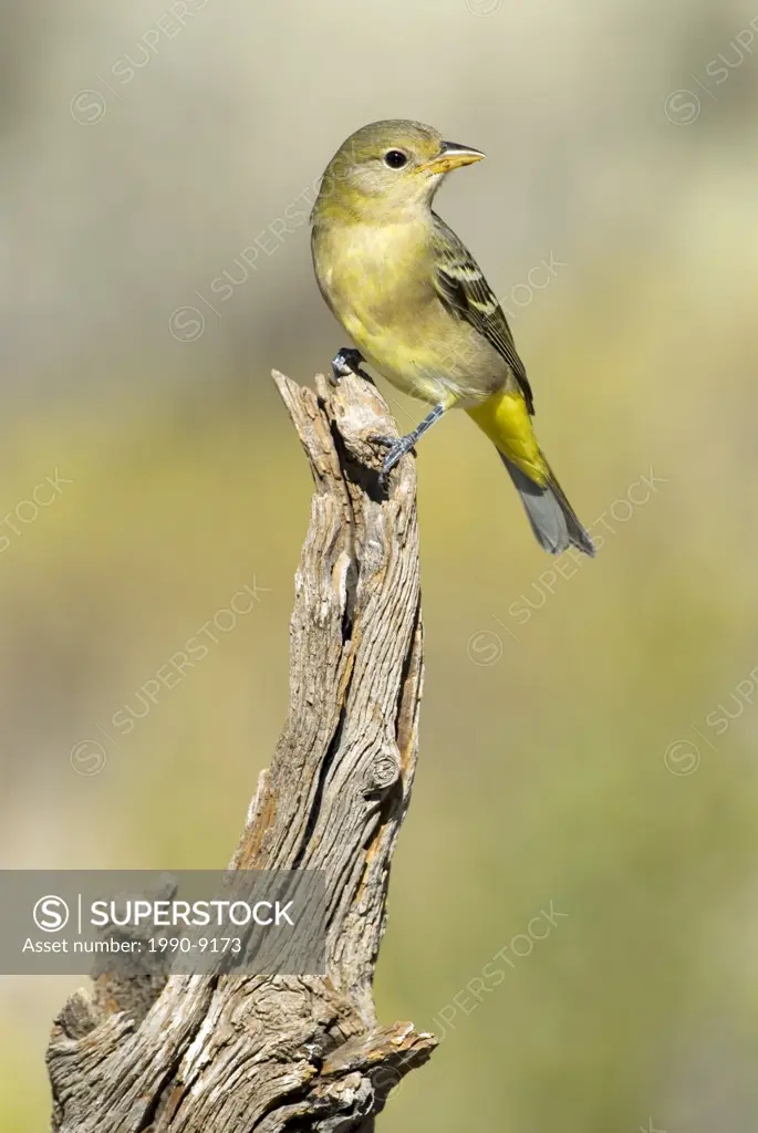 Western Tanager, Vancouver Island, British Columbia, Canada.