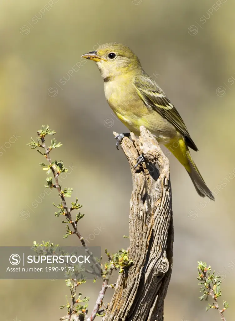 Western Tanager, Vancouver Island, British Columbia, Canada.