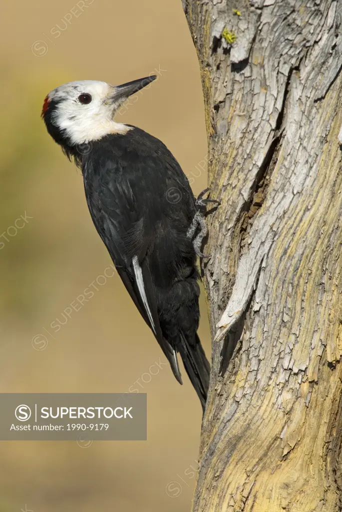 White_headed woodpecker, Vancouver Island, British Columbia, Canada.