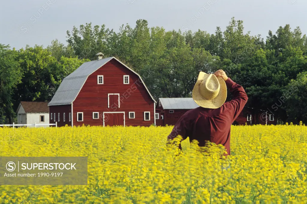 A farmer looks out over his canola crop and barn on a windy morning, Grande Pointe, Manitoba, Canada.