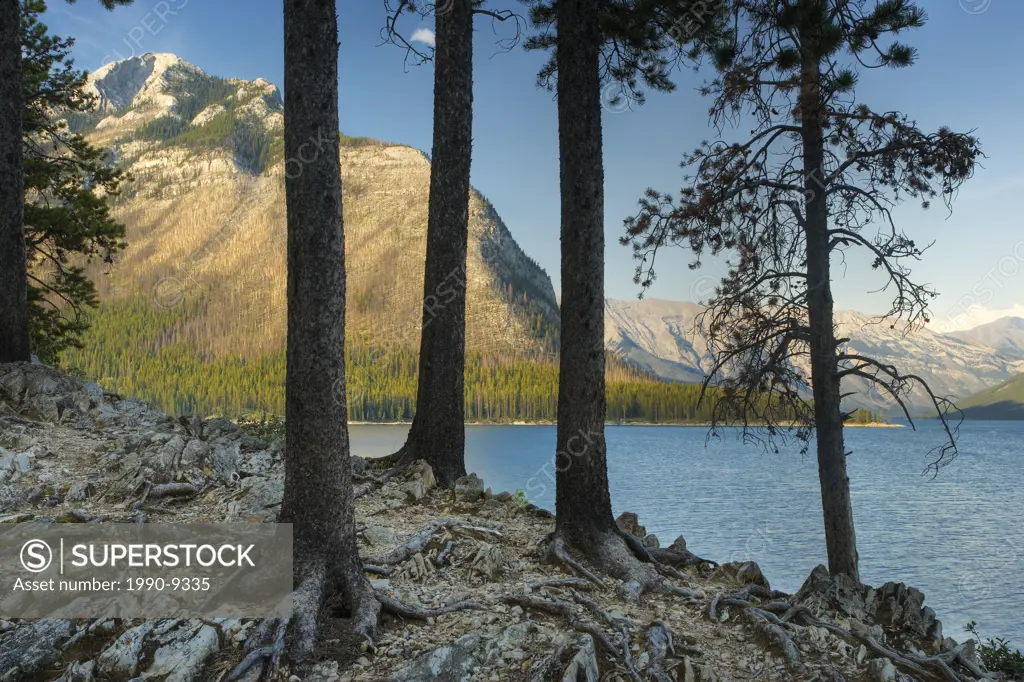Lodgepole Pine forest at Lake Minnewanka _ Banff National Park _ Alberta, Canada.