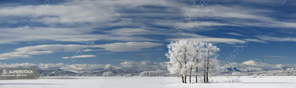 Frosty trees, near Cochrane, Alberta, Canada.