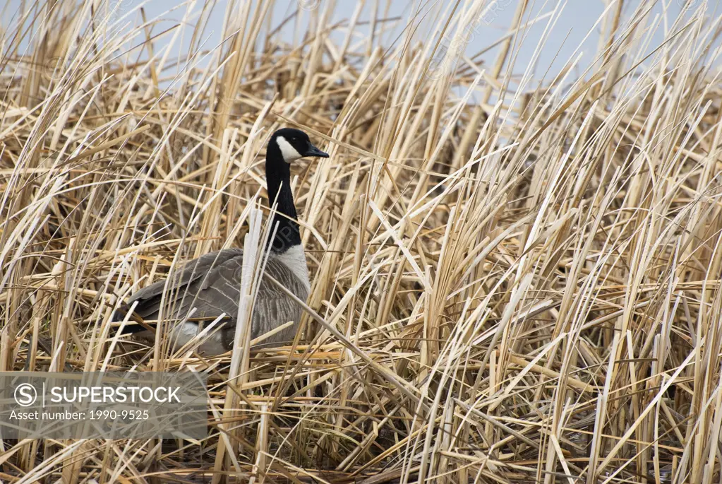 Canada Goose Branta canadensis, Waterton Lakes National Park, Alberta, Canada