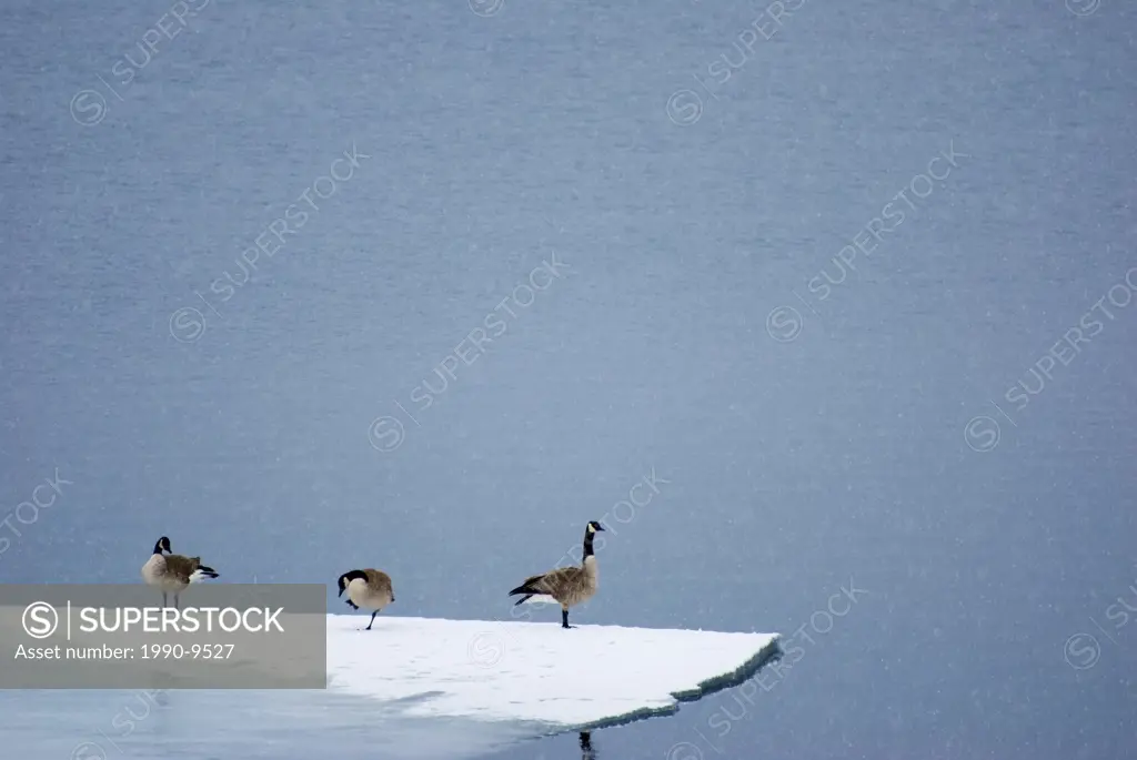 Canada Geese Branta canadensis, Middle Waterton Lake, Waterton Lakes National Park, Alberta, Canada