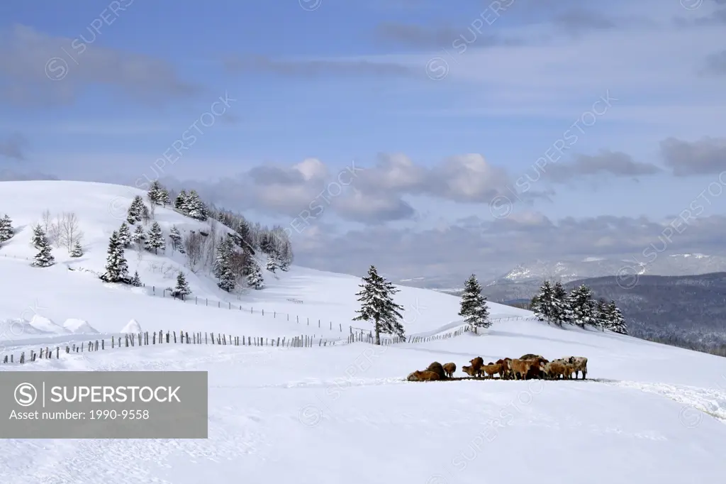 Cows eating after a heavy snowfall, Rang Sainte_Marie, Quebec, Canada.