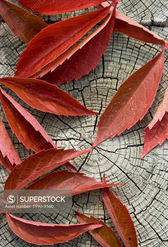 Red leaves on roadside guard rail post, Saint_Ir©n©e, Quebec, Canada.