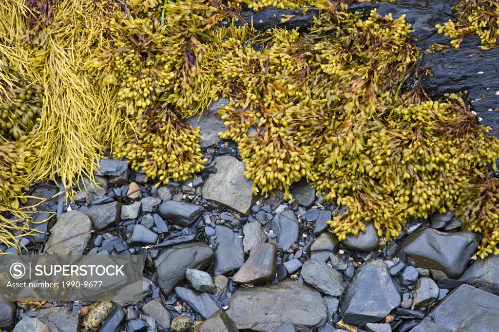 Kelp at low tide Blue Rocks, Nova Scotia, Canada.
