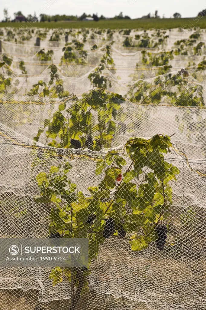 Netting used to protect grapes from birds at vineyard in Niagara Peninsula, Ontario, Canada.
