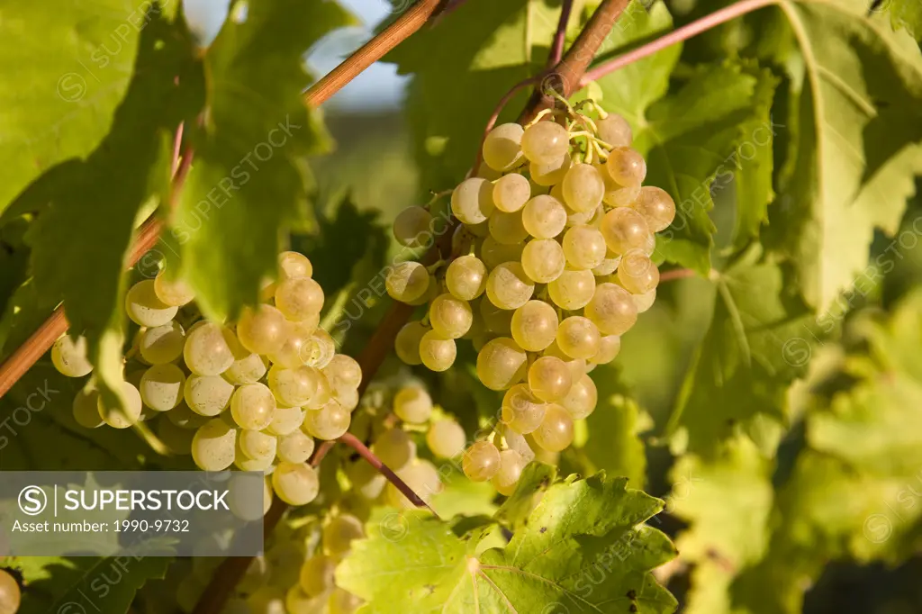 Viognier grapes growing at vineyard at Puddicombe Farms, Niagara Peninsula, Ontario, Canada.