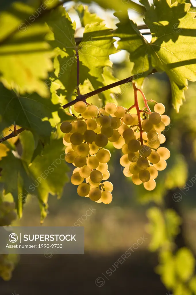 Viognier grapes growing at vineyard at Puddicombe Farms, Niagara Peninsula, Ontario, Canada.