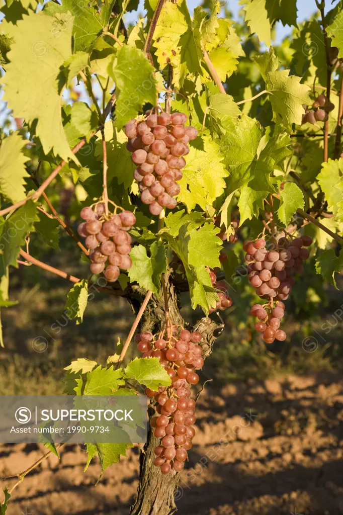 Pinot Noir grapes growing on vineyard in Niagara Peninsula near Grimsby, Ontario, Canada.
