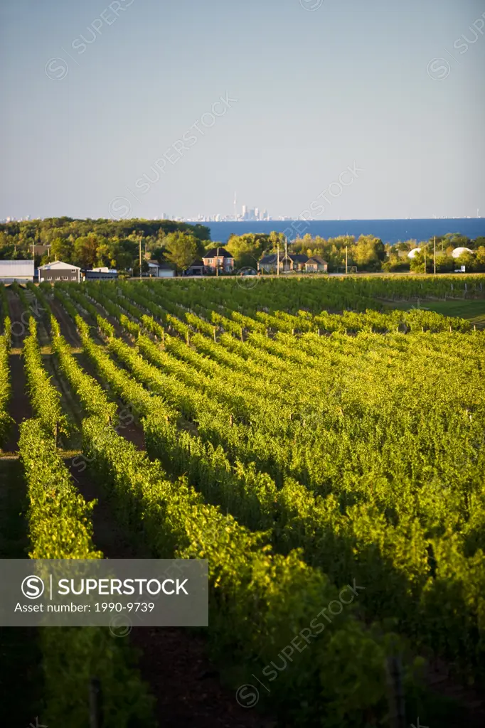 Pinot Noir grapes growing on vineyard in Niagara Peninsula near Grimsby, Ontario, Canada.