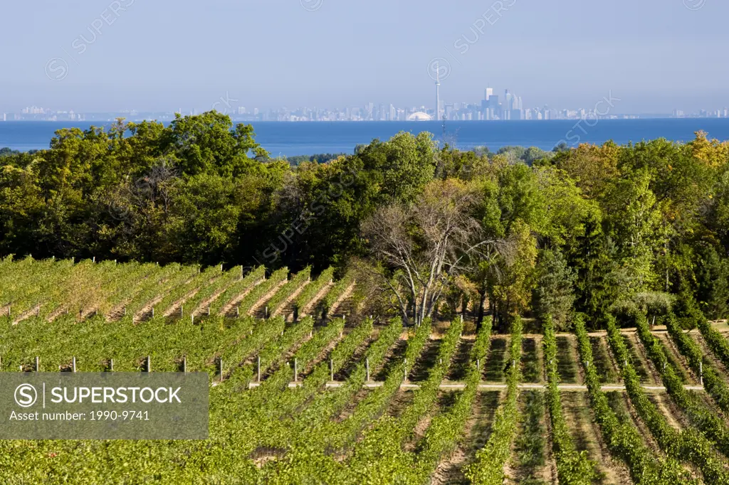 Vineyards at Flat Rock Cellars Winery, Jordan, Ontario, Canada.