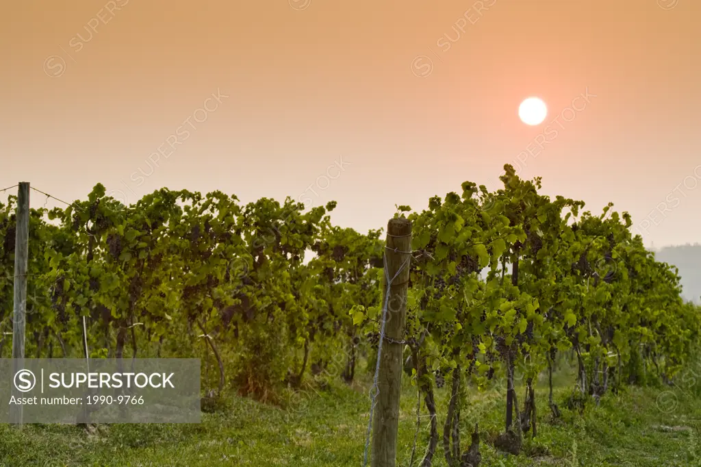 Vineyard at sunrise in Niagara Peninsula, Ontario, Canada.