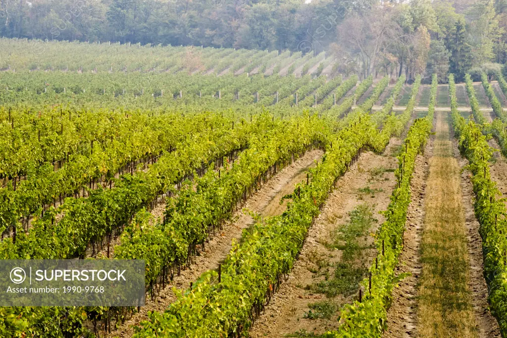 Vineyards at Flat Rock Cellar Winery, Jordan, Ontario, Canada.