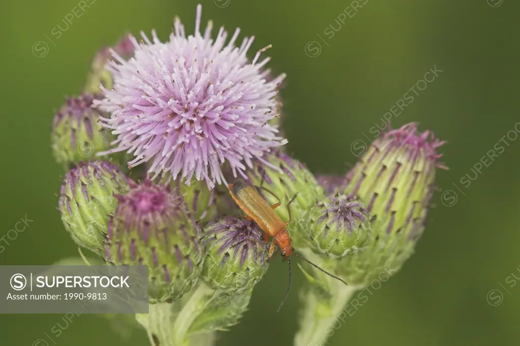 A beetle feeding on a purple flower in Etobicoke, Ontario, Canada.