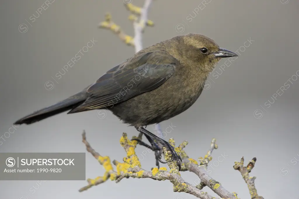 A female Brewers Blackbird Euphagus cyanocephalus perched on a branch in Victoria, British Columbia, Canada.