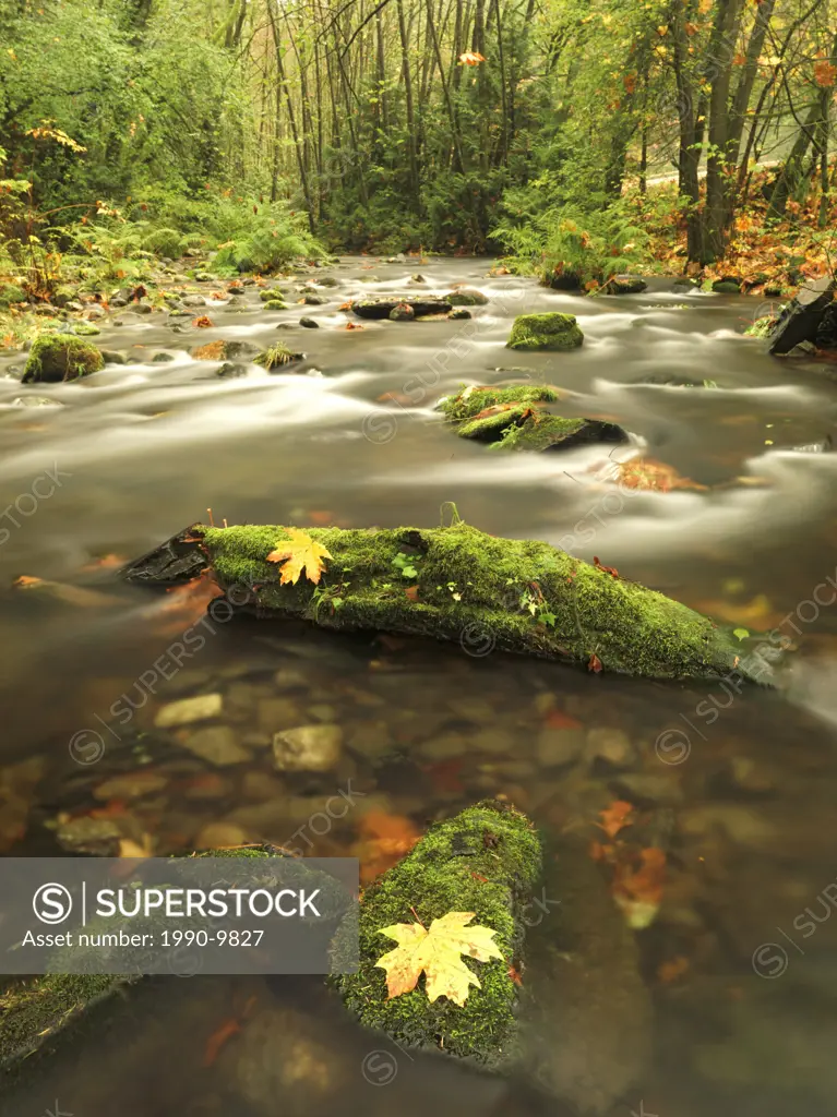 A stream flows through the rainforest at Goldstream Provincial Park near Victoria, British Columbia, Canada.