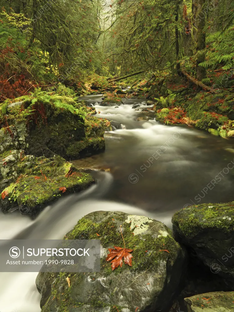 A stream flows through the rainforest at Goldstream Provincial Park near Victoria, British Columbia, Canada.