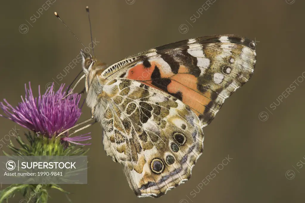 A Painted Lady butterfly Vanessa cardui in Etobicoke, Ontario, Canada.