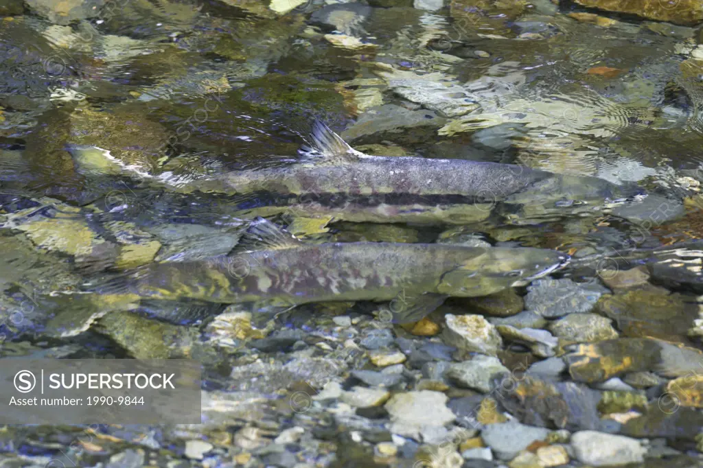 Two salmon swim upstream to spawn at Goldstream provincial park in British Columbia, Canada.