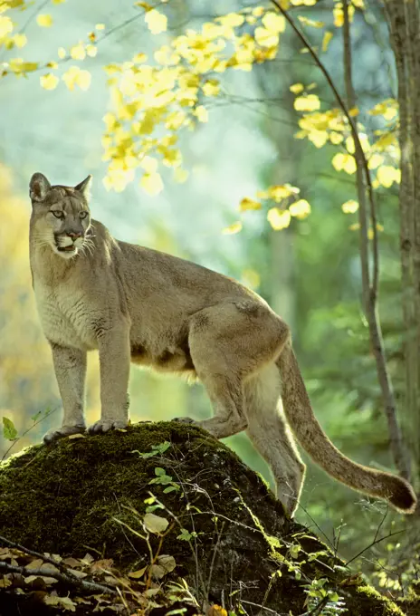 Adult female cougar Puma concolor, Alberta, Canada.