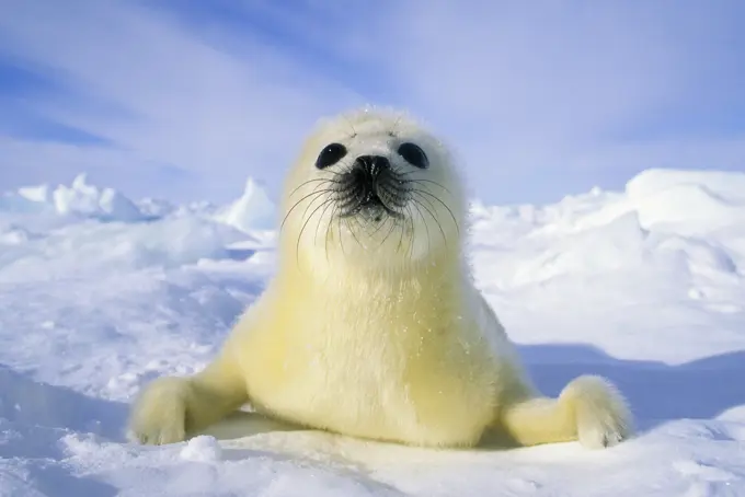 Newborn harp seal Phoca groenlandica pup yellowcoat, Gulf of the St. Lawrence River, Canada. Natal coat stained yellow by amniotic fluid.