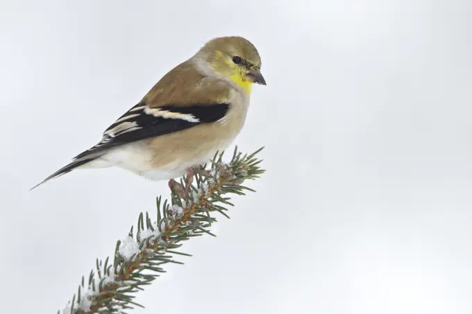 American Goldfinch (Carduelis tristis) perched on a branch in eastern Ontario, Canada.