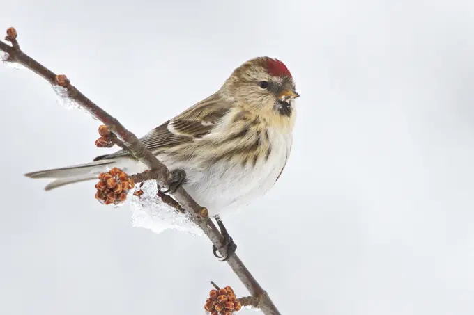 Common Redpoll (Carduelis flammea) perched on a branch in eastern Ontario, Canada.