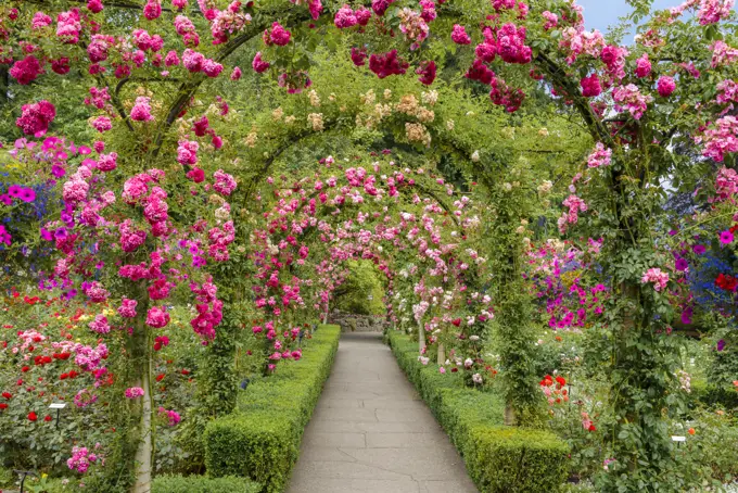 The Rose Garden, Butchart Gardens, Brentwood Bay, near Victoria, Vancouver Island, British Columbia, Canada