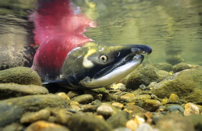Spawning male sockeye salmonOncorhynchus nerka. Adams River, British Columbia, Canada