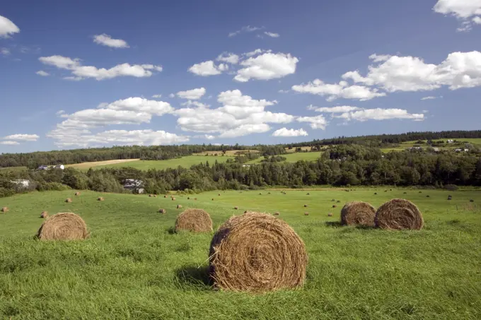 Baled hay, Norton, New Brunswick, Canada, Agriculture