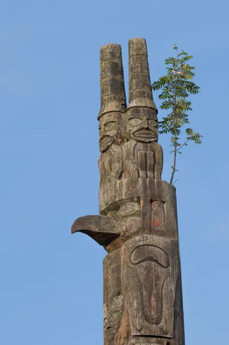 Mountain ash tree growing at top of Totem pole, Cates Park, known to local Tsleil-Waututh First Nation as 'Whey Ah Wichen' (Facing the wind) District ...
